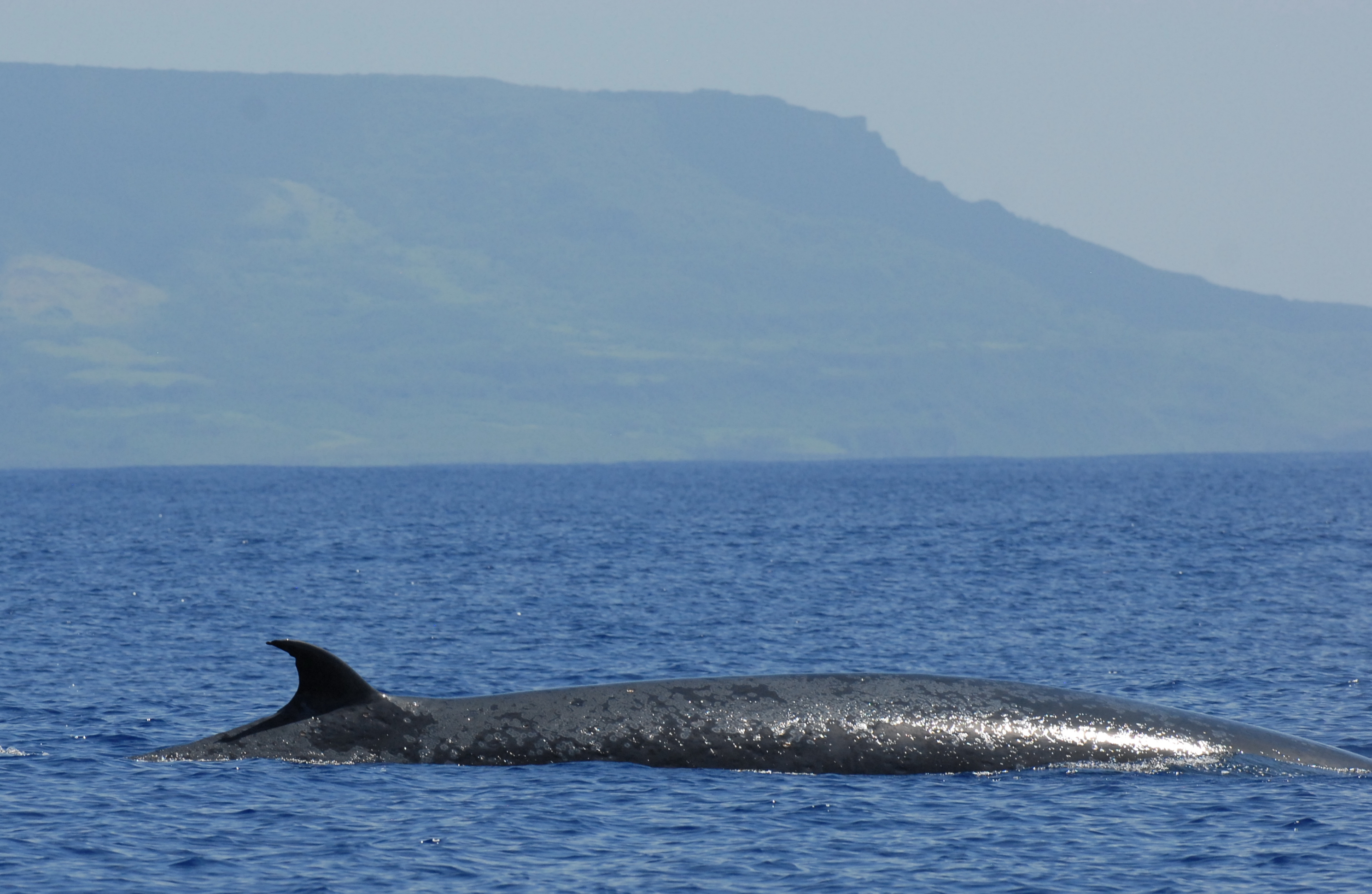 This is an image of a Bryde's whale.